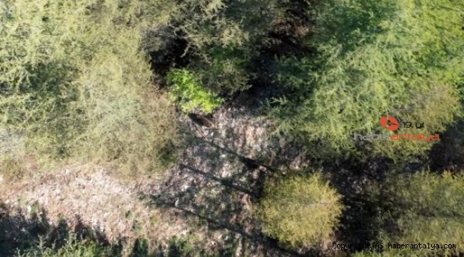 Yaban domuzu sürüsü kameralara yansıdı