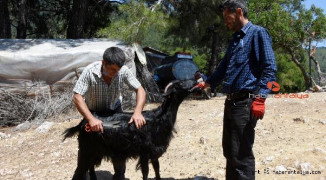 Yörüklerin asırlardır değişmeyen mesaisi