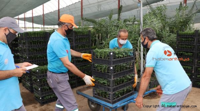 Alanya Belediyesi bayramda 61 bin çiçek dağıtacak