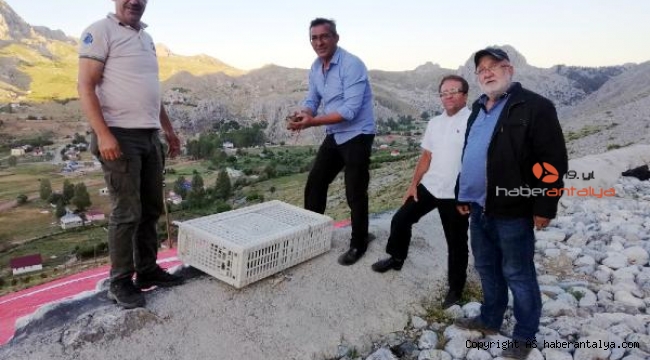 Alanya'da 2 bin 275 keklik doğaya salındı