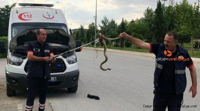 Ambulansa giren yılanı itfaiye çıkardı