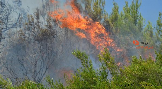 Antalya'da 15 dekar makilik ile zeytin ve çam ağaçları yandı !