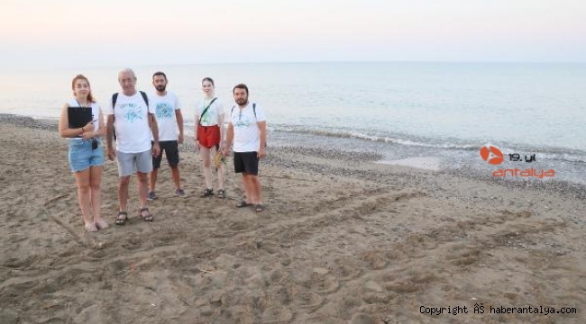 Belek sahilinde caretta yuvaları 2 bini aştı