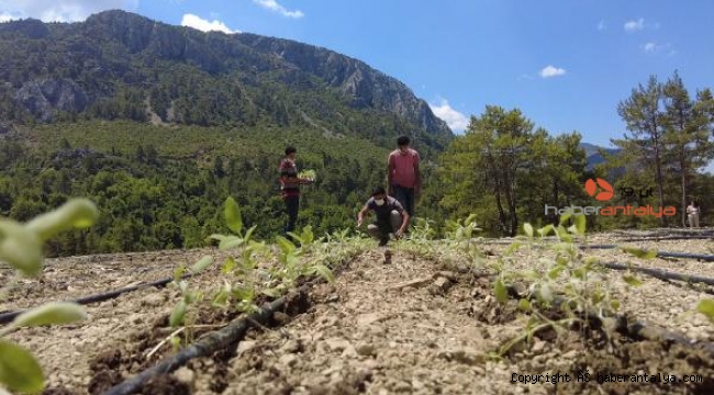 Büyükşehir'den Akseki'ye adaçayı fidesi desteği