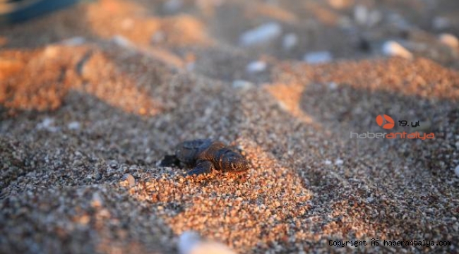 Çıralı'da caretta caretta yuva sayısı 20 yılın rekoruna gidiyor