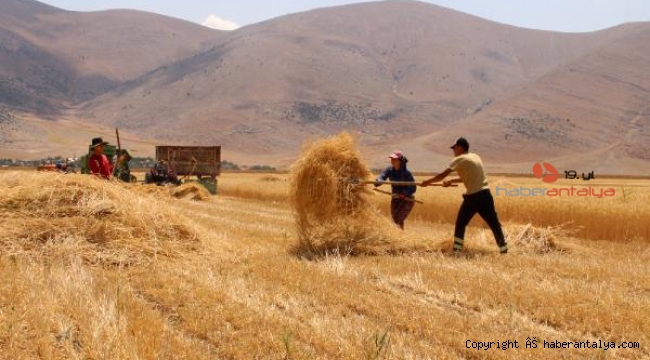 Elmalı'da ata tohumu hasadı yapıldı