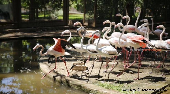 Antalya'nın misafirleri flamingolar