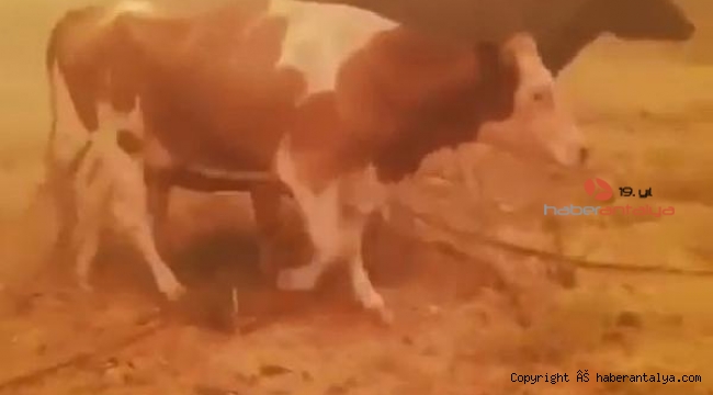 Hayvanlarını alevlerden kurtarmak için çok uğraştı 