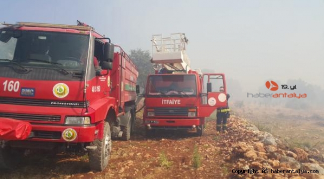 Kaş'ta 200 zeytin ağacı yandı !