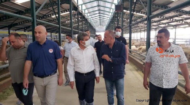 Kaymakam Özder, koyun üretim çiftliğini inceledi