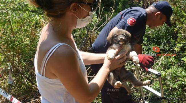Kuyuya düşen 2 yavru köpeği, itfaiye kurtardı