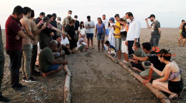 Manavgat sahilindeki ilk caretta caretta yavruları denize ulaştı