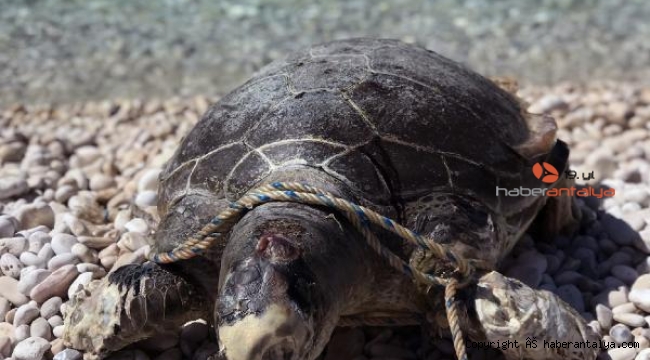 Vücuduna halat dolanan caretta caretta öldü