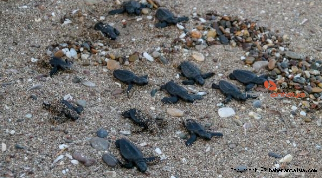 80 bin yavru caretta caretta denizle buluştu