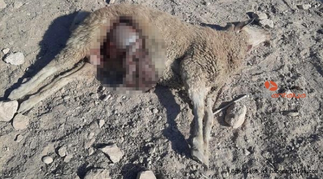 Ağıla giren kurtlar 25 koyunu parçaladı, 5 kuzuyu yedi