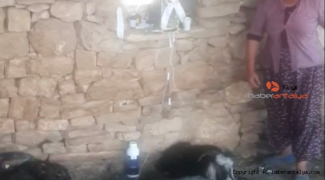 Alevlerin arasından çıkan can, yürekleri burktu 