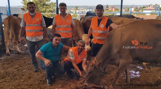 Alevlerin arasından yaşam doğdu
