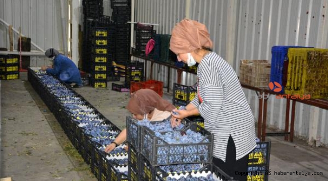 Balkan ülkeleri, Rusya ve Irak'a ihracat