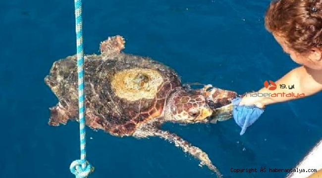 Denize giren kadını caretta ısırdı !