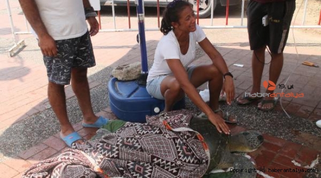 Dernek başkanı, ölen caretta carettaya ağladı