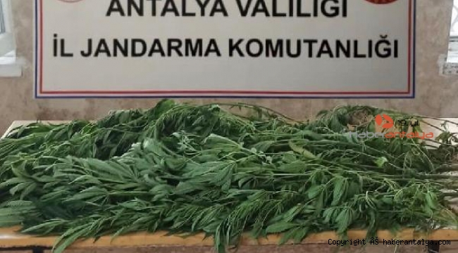 Jandarmadan Hint keneviri operasyonu !