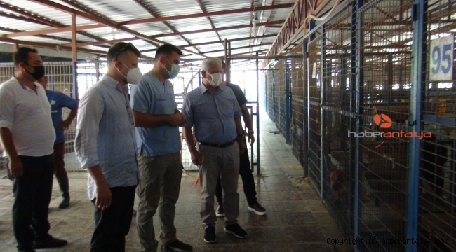 Manavgat'ta yaralı hayvanların tedavisi devam ediyor