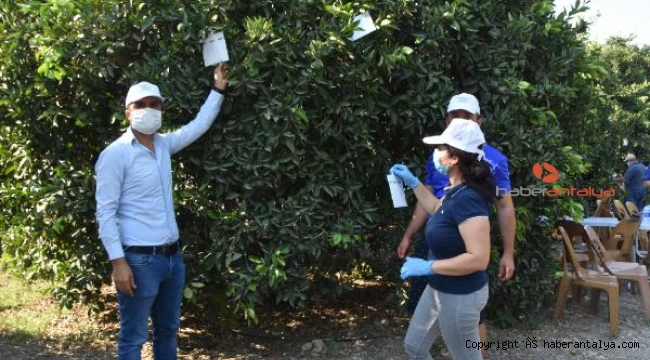 Portakal ağaçlarına tuzaklar asıldı