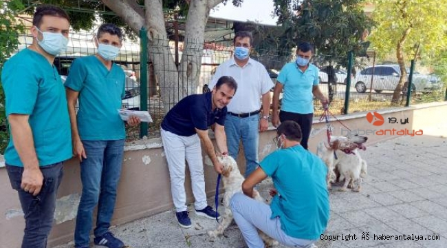 Serik'te köpek ve kedilere çip