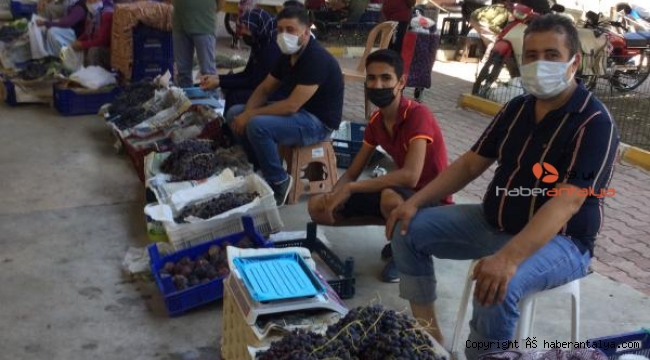Yazır üzümü hasadı başladı