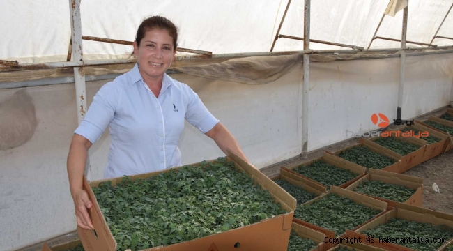 40 bin dekar sera alanında 600 ton ürün satışı
