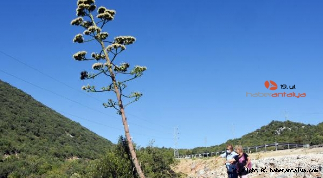 Agave ağacı çiçek açtı, ölümünü bekliyor 