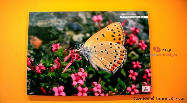 Antalya Kelebekleri, Antalya Havalimanı'nda