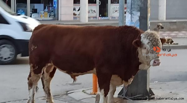 Besihaneden kaçan dana pazara girdi