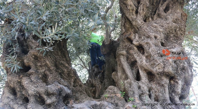 Bin 200 yaşındaki zeytin ağacından kasa kasa zeytin hasatı