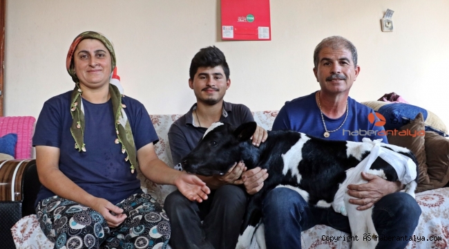 Buzağısını evine aldı, biberonla besleyip altını bezledi
