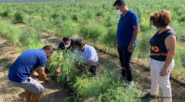 Çömezoğlu'dan kuşkonmaz üreticisine ziyaret