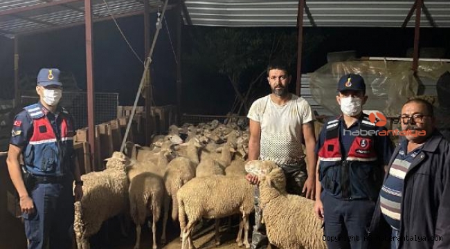 Kayıp 46 koyun ve kuzu bakın nerede bulundu ?