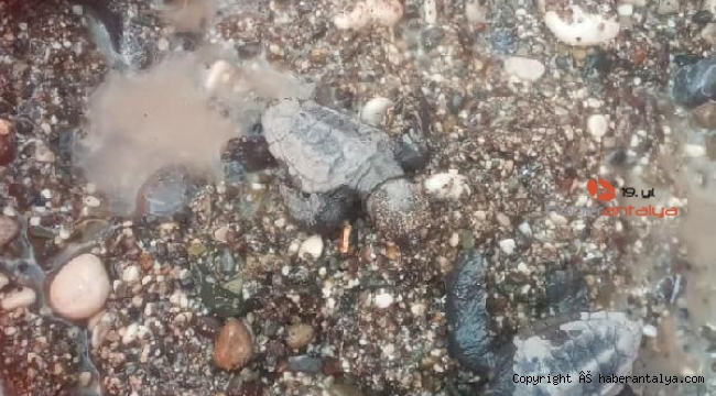 Kemer Belediyesi caretta carettaları denizle buluşturdu