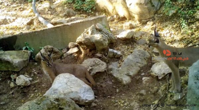 'Ormanın hayaleti' Antalya'da görüntülendi