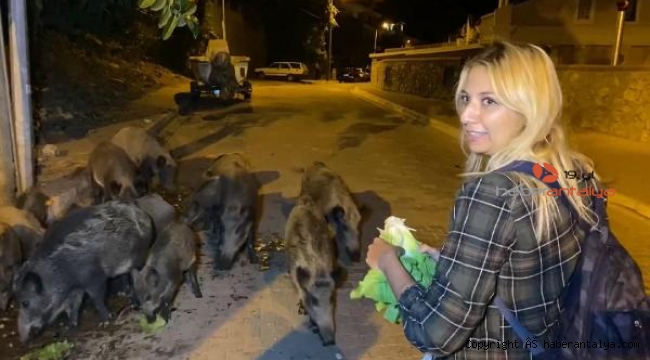 Şehir merkezine inen domuzları, elleriyle besliyorlar