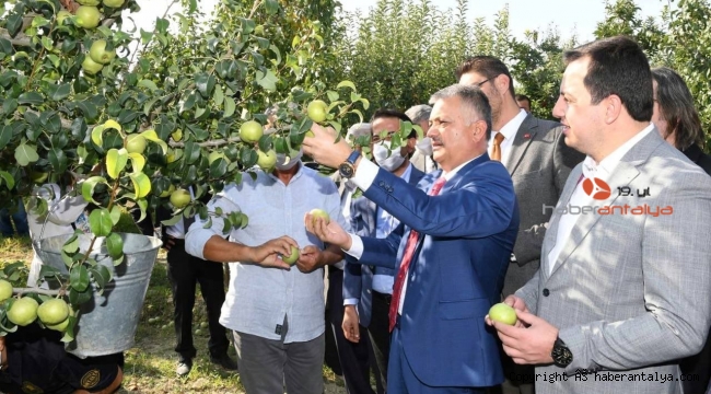 Vali Yazıcı, coğrafi işaretli Karyağdı Armudu'nun hasadını gerçekleştirdi