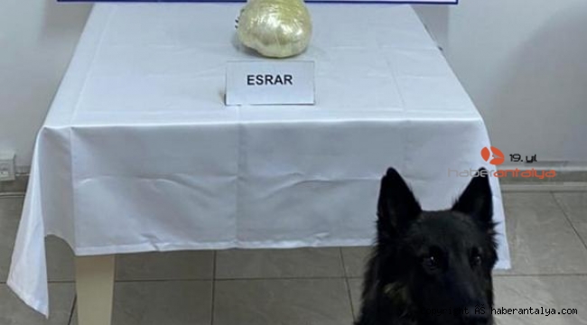 Valizdeki uyuşturucu güçlü burundan kaçamadı