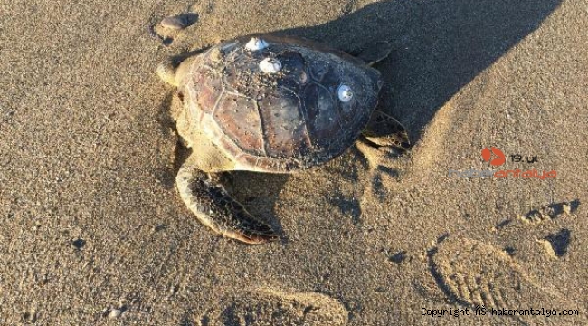 Caretta caretta ölüleri sahile vurdu !
