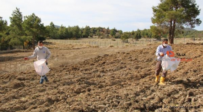 Büyükşehirden çiftçiye hibe buğday tohumu