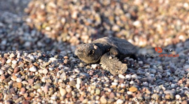 Çıralı'da 3 bin 24 yavru caretta caretta denizle buluştu