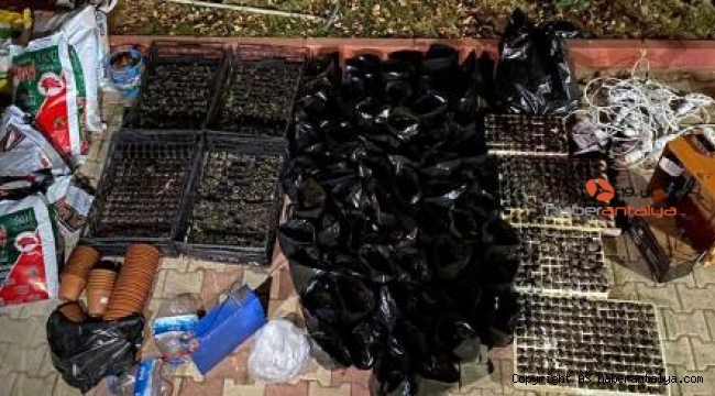 Elmalı'da seraya uyuşturucu baskını