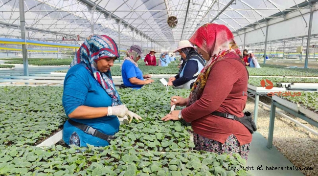 Fide üretimi 5 bin kadına ekmek kapısı oluyor