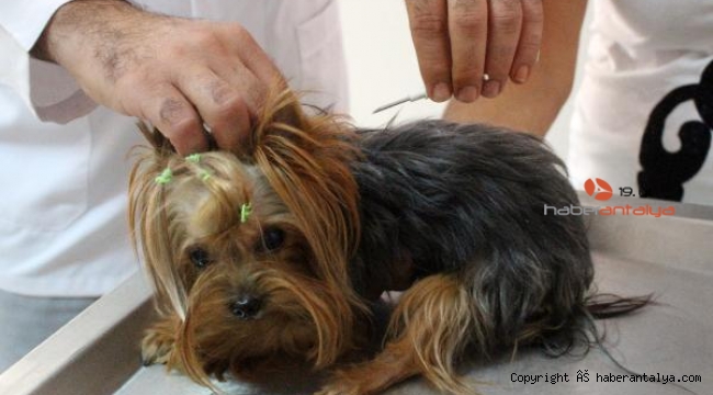 Kedilere ve köpeklere çip takılacak