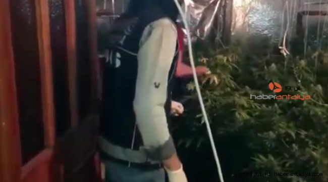 Kiralık villada kenevir yetiştirenler yakayı ele verdi !