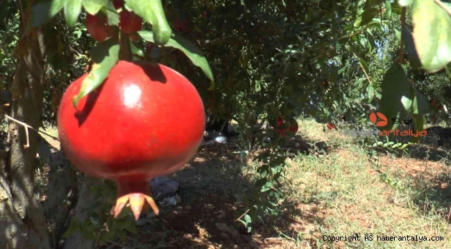 Kırmızı nar cennetinde hasat başladı